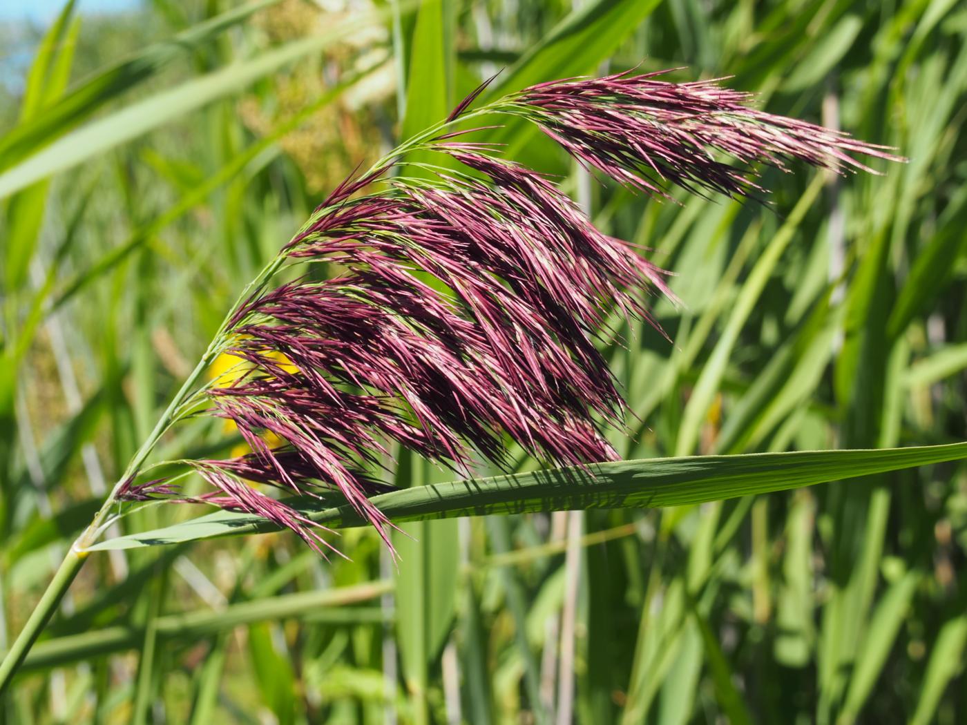 Reed, Common flower